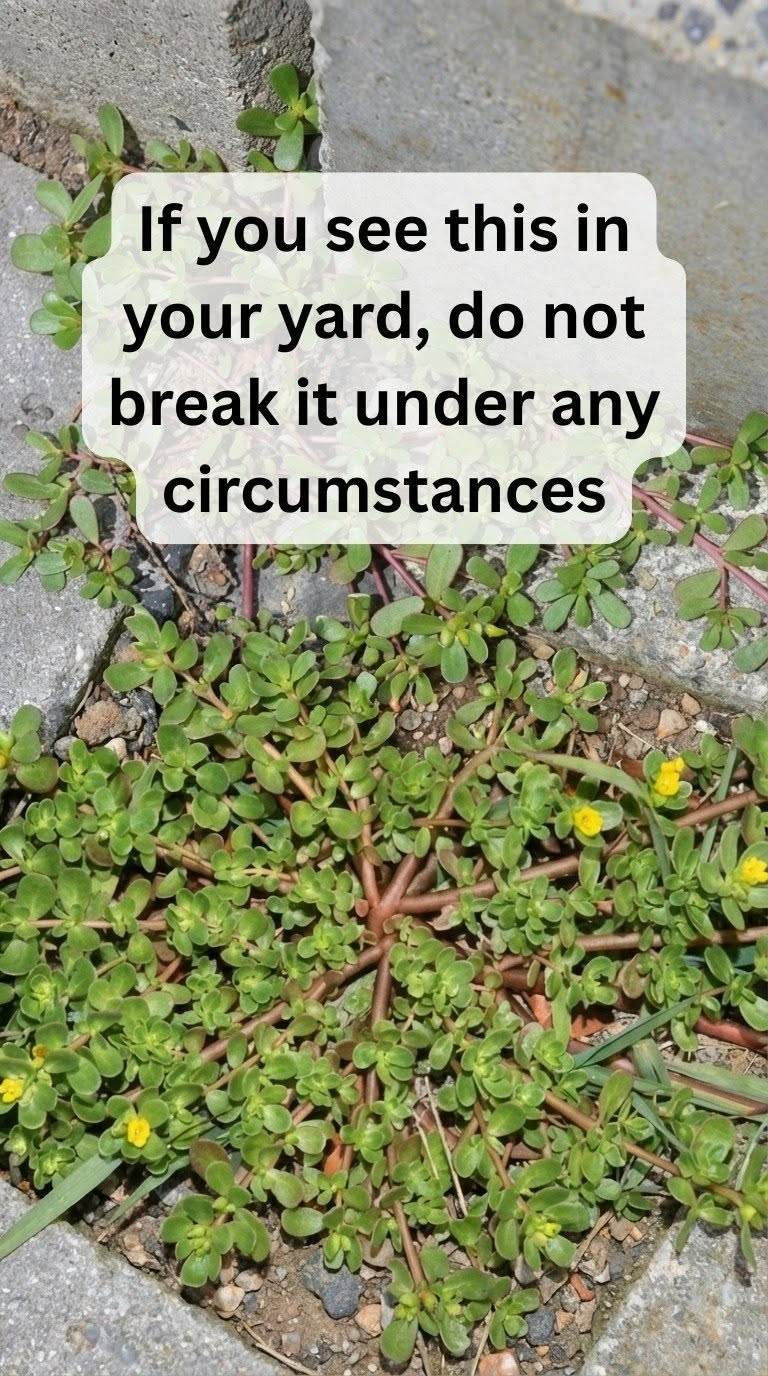 8 Reasons to Leave Purslane Growing - The 