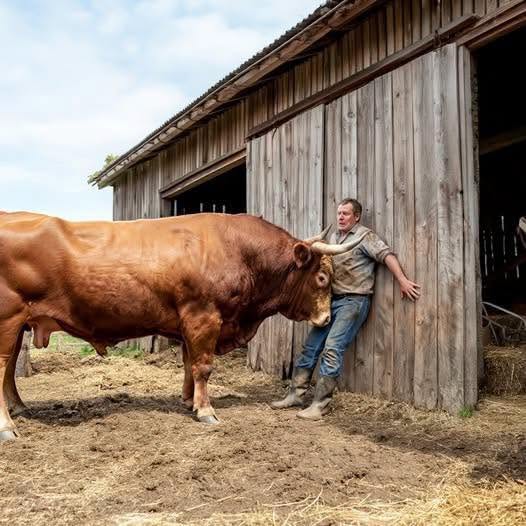 Texas Rancher Pinned Against a Barn by a Massive Bull-What Happened Next Changed Everything